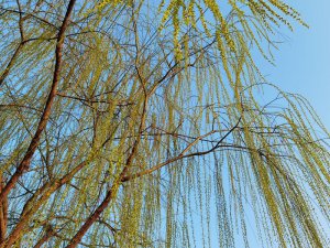 ����hꎿh�����t���G ��ɫ�u��