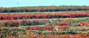 μ���д���μ�ԫ���Mɽ���~�t����